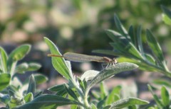 Ischnura perparva