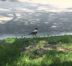 Corvus cornix