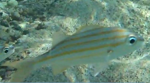 Smallmouth grunt (Haemulon chrysargyreum) — Haemulidae — 4