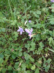 Campanula patula