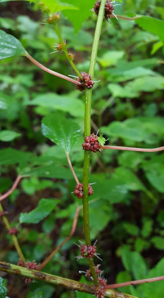 Parietaria macrophylla