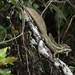 Basiliscus basiliscus - Photo (c) Ricardo Sánchez, μερικά δικαιώματα διατηρούνται (CC BY-NC), uploaded by Ricardo Sánchez