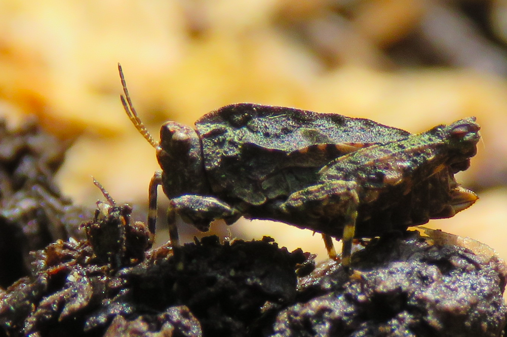 Tetrix transsylvanica