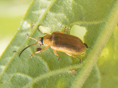 Galerucella pusilla