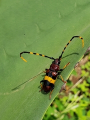 Trachyderes elegans