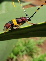 Trachyderes elegans