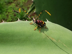 Trachyderes elegans