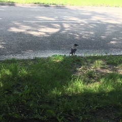 Corvus cornix
