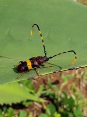 Trachyderes elegans