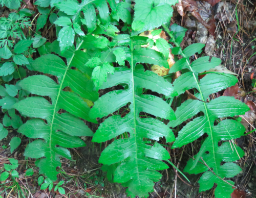 pichliač zelinový (Cirsium oleraceum)