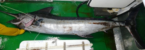 Indo-Pacific blue marlin (Makaira mazara) — Istiophoridae — 3