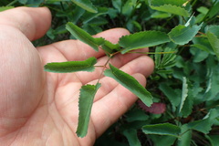 Sanguisorba officinalis