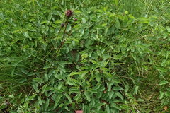 Sanguisorba officinalis