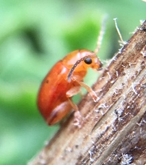 Longitarsus jacobaeae