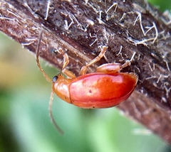 Longitarsus jacobaeae