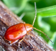 Longitarsus jacobaeae