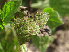 Puccinia menthae