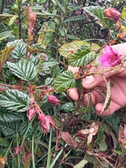 Rubus coriaceus