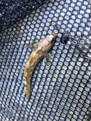 Gobiomorphus mataraerore