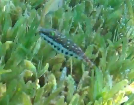 Sphoeroides spengleri