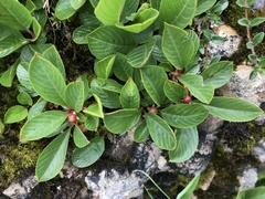 Rhamnus pumila