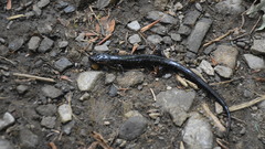 Desmognathus imitator