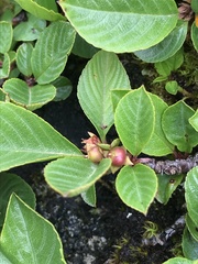 Rhamnus pumila
