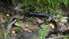 Desmognathus imitator