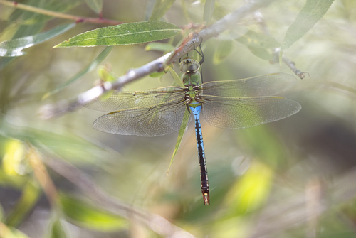 iNaturalist observation photo of Common Green Darner