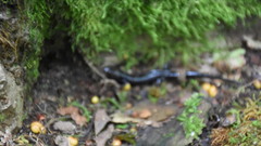 Desmognathus imitator