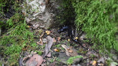 Desmognathus imitator