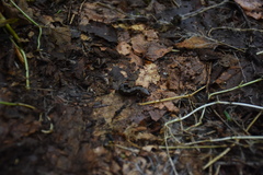 Desmognathus imitator