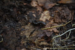 Desmognathus imitator