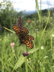 Melitaea britomartis