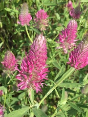 Trifolium purpureum