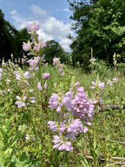 Physostegia digitalis
