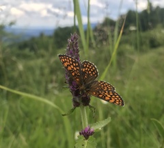 Melitaea britomartis
