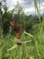 Melitaea britomartis