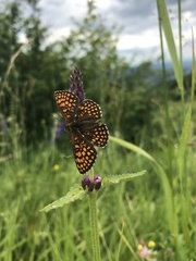 Melitaea britomartis