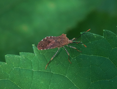 Anasa repetita