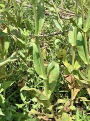 Physostegia digitalis