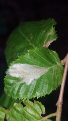Phyllonorycter esperella