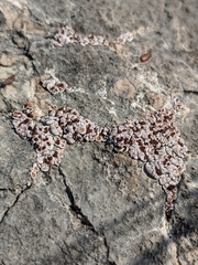 Psora pseudorussellii