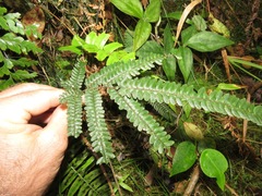 Adiantum pyramidale