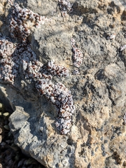 Psora pseudorussellii