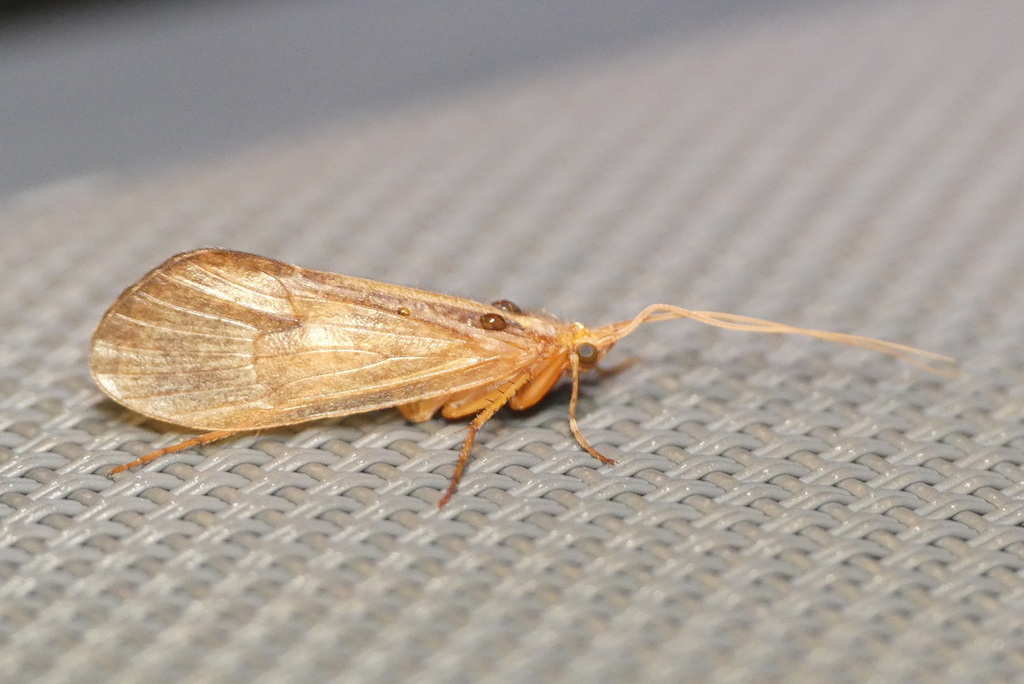 Micropterna sequax