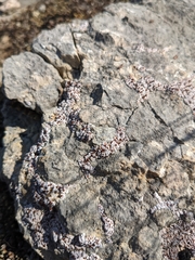 Psora pseudorussellii