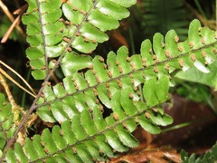 Adiantum pyramidale