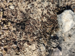 Psora pseudorussellii