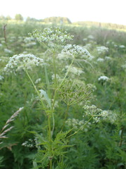 Chaerophyllum aureum